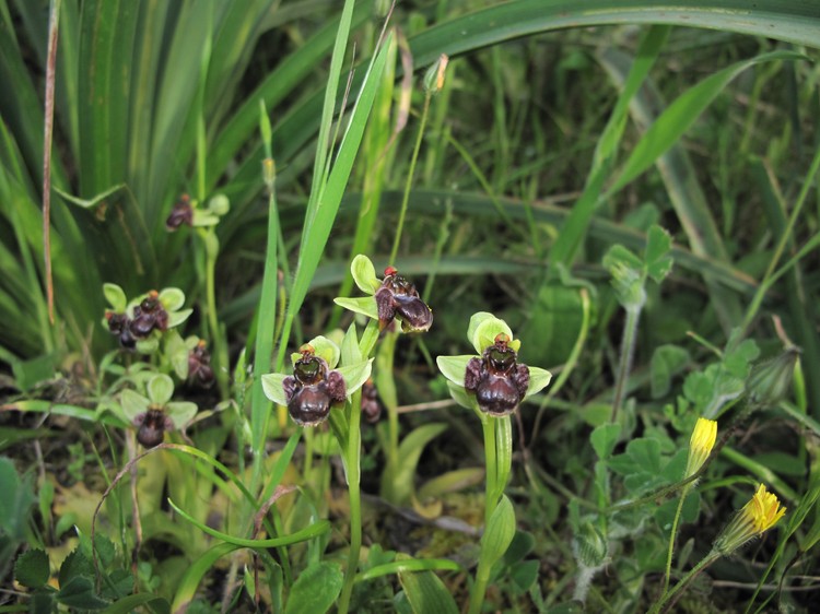 Ophrys bombyliflora